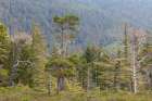 Alaska-Starrigavan Valley Forest landscape Art Print